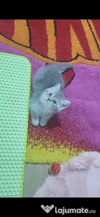 British shorthair blue