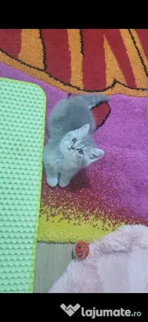 British shorthair