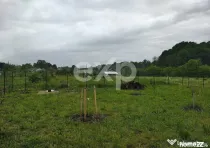 Teren intravilan de vânzare – Valea lui Enache, Baiculeș