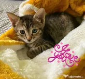 Adoptie pui de pisica tigrat Rusalia 