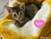 Adoptie pui de pisica tigrat Rusalia 