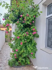 Cazare constanta mamaia particular pensiuni vile la mare camere pe litoral plaja