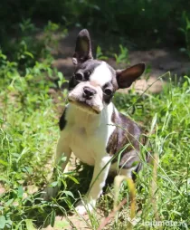Pui boston terrier