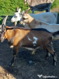 Iezi și iede din capre de lapte!