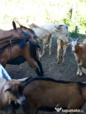 Iezi și iede din capre de lapte! 