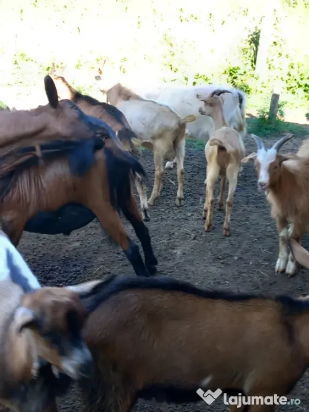 Iezi și iede din capre de lapte!