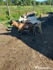 Iezi și iede din capre de lapte! 