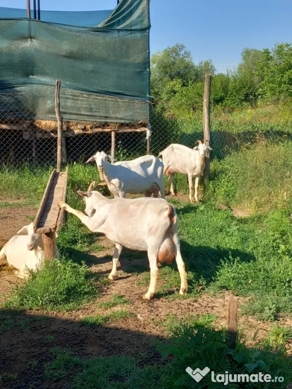 Iezi și iede din capre de lapte!