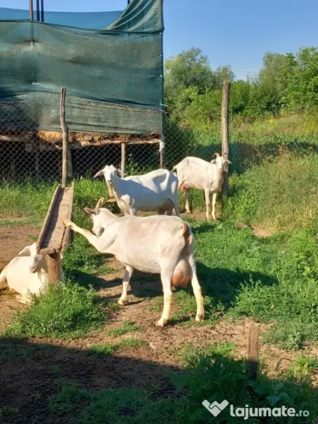 Iezi și iede din capre de lapte!