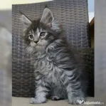 Pisicuțe Maine Coon disponibile