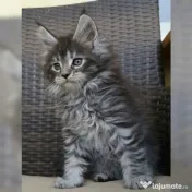 Pisicuțe Maine Coon disponibile 