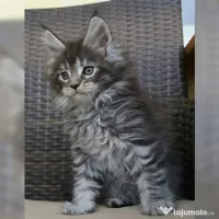 Pisicuțe Maine Coon disponibile