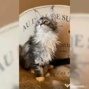 Pisicuțe Maine Coon disponibile 