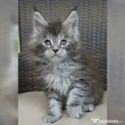 Pisicuțe Maine Coon disponibile 