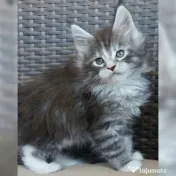 Pisicuțe Maine Coon disponibile 