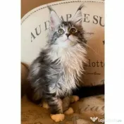 Pisicuțe Maine Coon disponibile 