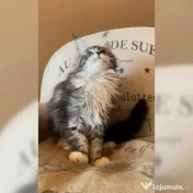Pisicuțe Maine Coon disponibile 
