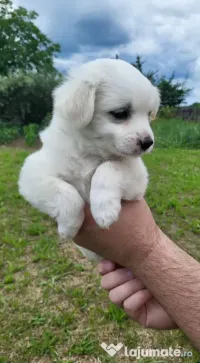 Bichon maltez 3 pui