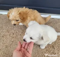 Bichon maltez 2 pui