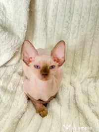 Pisicuțe Sphynx 