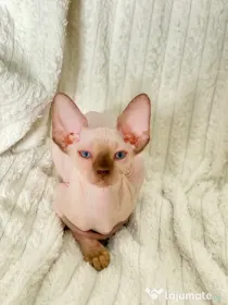 Pisicuțe Sphynx