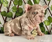 Bulldog francez Isabella Merle Shade/Blue rasa pura 