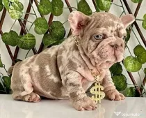 Bulldog francez Isabella Merle Shade/Blue rasa pura