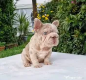 Bulldog francez Isabella Merle Shade/Blue rasa pura 