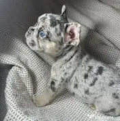 Bulldog francez Isabella Merle Shade/Blue rasa pura 