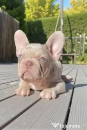Bulldog francez Isabella Merle Shade/Blue rasa pura 