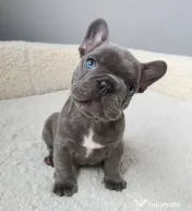Bulldog francez Isabella Merle Shade/Blue rasa pura 