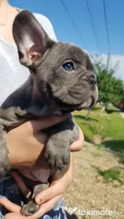 Bulldog francez Isabella Merle Shade/Blue rasa pura 
