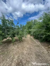TEREN | CRANGURILE DE JOS | 6796 MP | INTRAVILAN | 