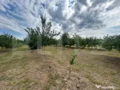 TEREN | CRANGURILE DE JOS | 6796 MP | INTRAVILAN | 