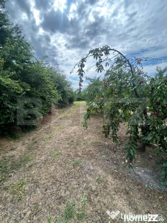 Teren intravilan, 6796 mp, zona Crangurile de Jos - Crangurile De Jos (Dambovita)