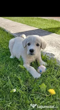 Labrador Retriever mascul, 2 luni – Leo