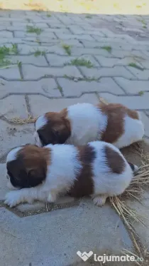 Catelusi Shih-tzu