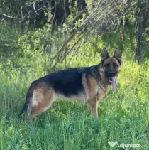 Femela ciobănesc german