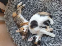 Donez pisici rasă comună