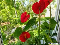 Apartament cu 3 camere, izolat termic, Dambu Pietros, Targu