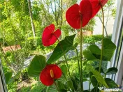 Apartament cu 3 camere, izolat termic, Dambu Pietros, Targu