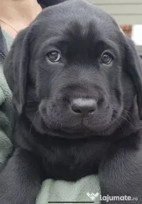 Labrador Retriever 