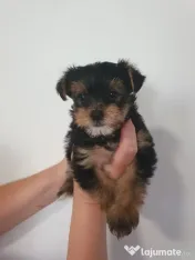 Yorkshire terrier 