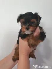 Yorkshire terrier 