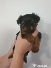 Yorkshire terrier 