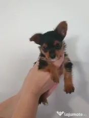 Yorkshire terrier 