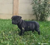 American Staffordshire Terrier (Amstaff) 