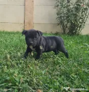 American Staffordshire Terrier (Amstaff) 