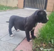 American Staffordshire Terrier (Amstaff) 