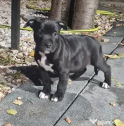 American Staffordshire Terrier (Amstaff) 